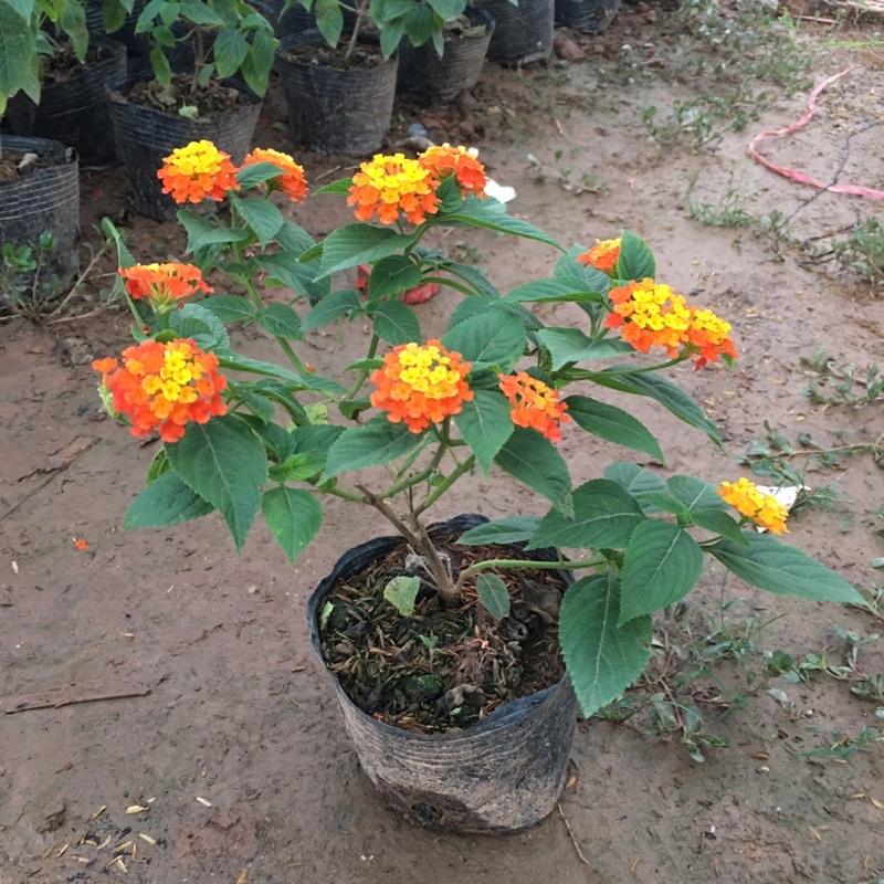 Cây Hoa Ngũ Sắc Vàng Cam,Cây Xum Xuê Đã Có Sẵn Hoa