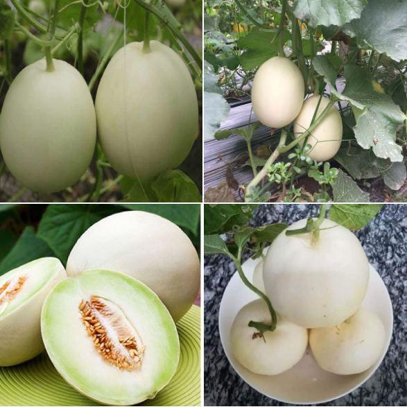 Hạt giống dưa lê bạch tuyết - 1 gói 20 hạt