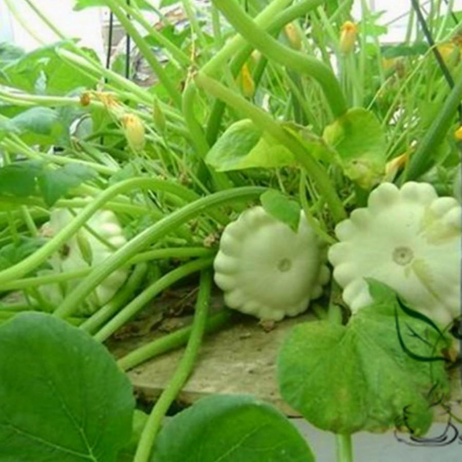 Hạt Giống Bí Đĩa Bay Mix Màu - 10 Hạt - tặng 3 viên nén ươm hạt