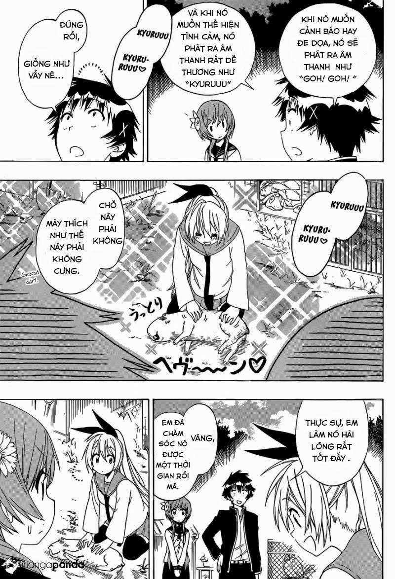 nisekoi - tình yêu giả tạo chapter 142 7