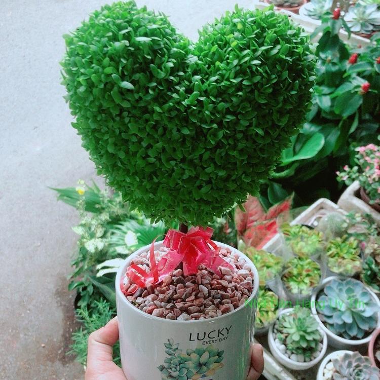 Chậu May Mắn Trái Tim