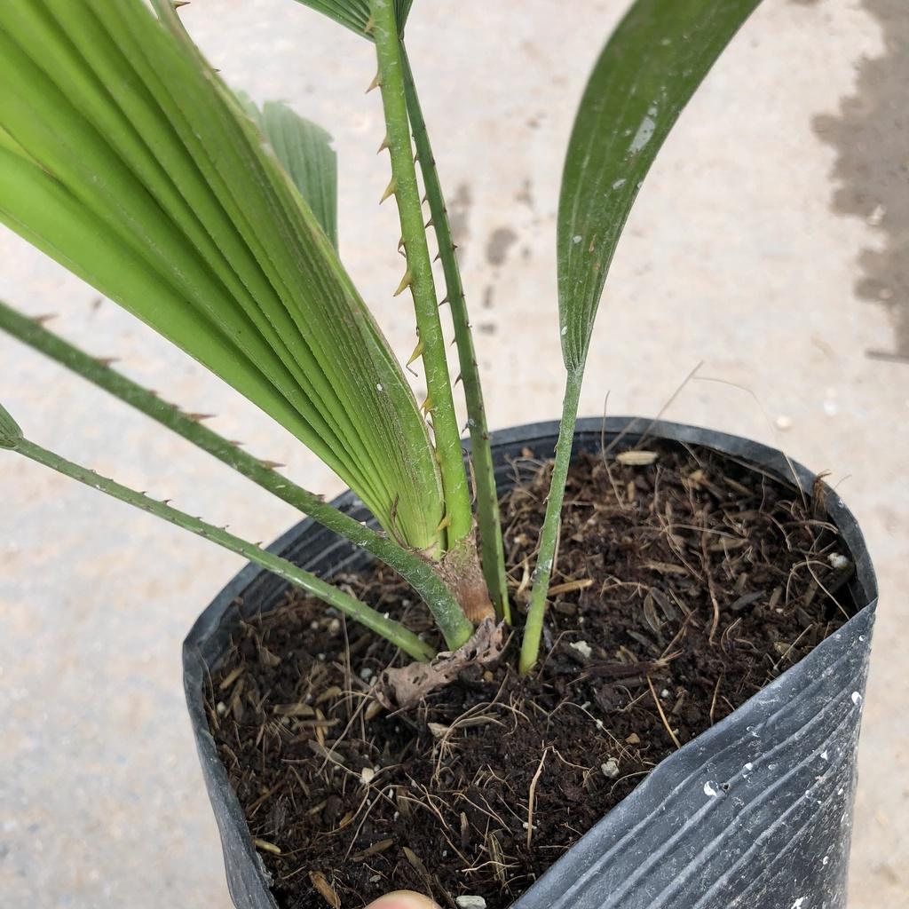 Cây cọ nhật phong thuỷ, Chiều cao 25cm gốc to khoẻ tán lá đẹp bắt mắt sức chống chịu cực tốt thích hợp trang trí sân vườ