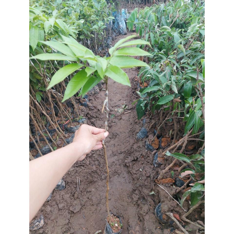 CÂY VẢI KHÔNG HẠT F1, SIÊU NGỌT, CÂY GIỐNG ĐẠI HỌC NÔNG NGHIỆP
