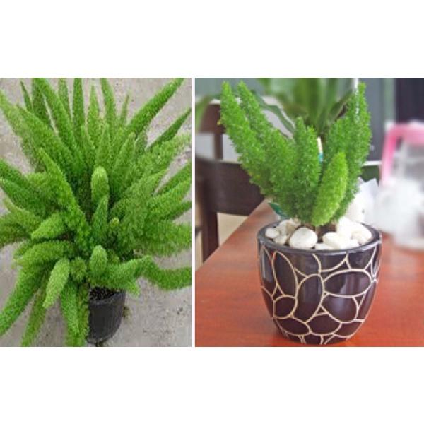 Hạt giống cây Tùng Đuôi Chồn _Trúc Thiên Môn-gói 5 hạt