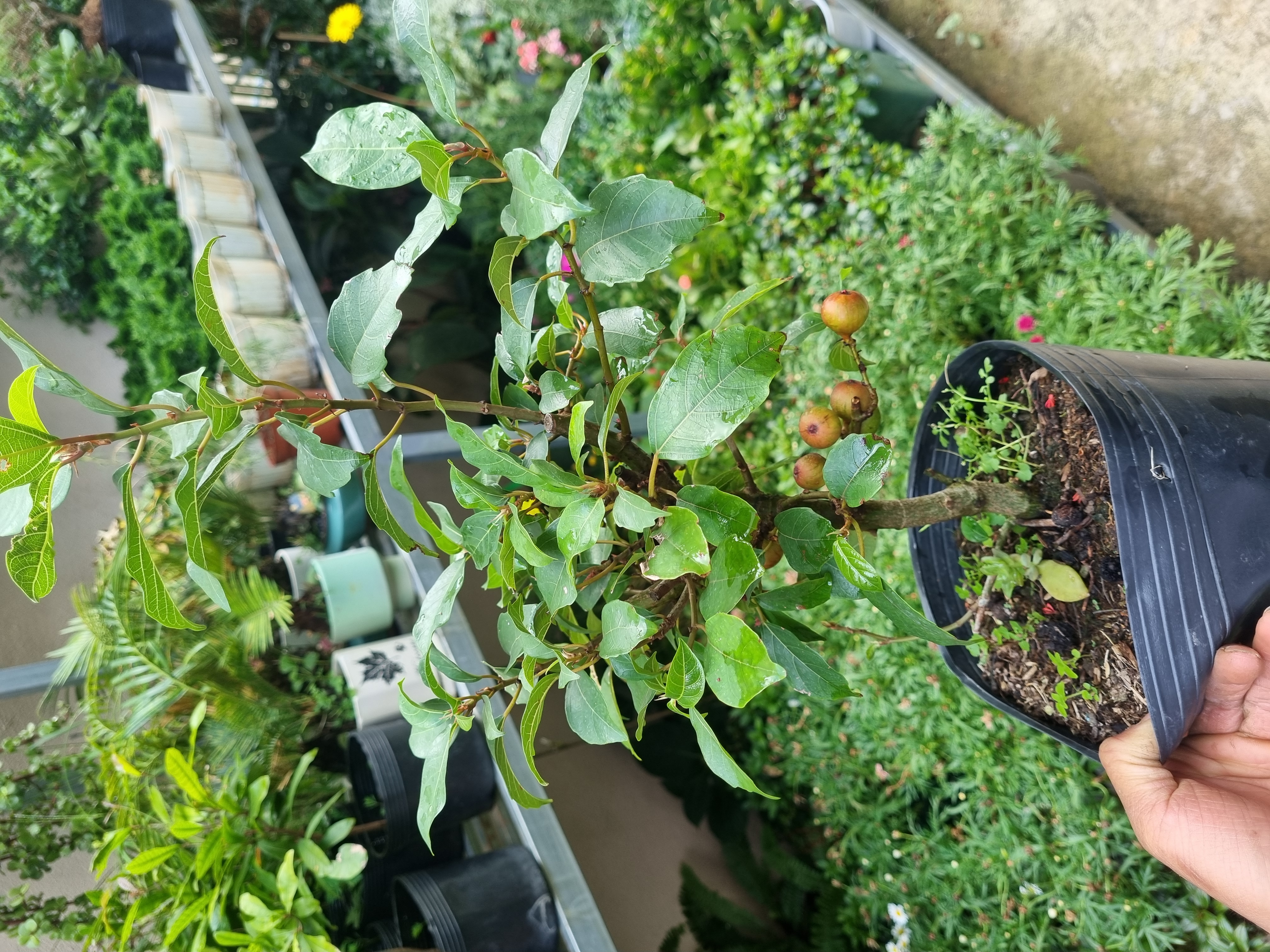 Sung ăn quả - Cây đang bắt đầu cho trái ( Ficus racemosa )