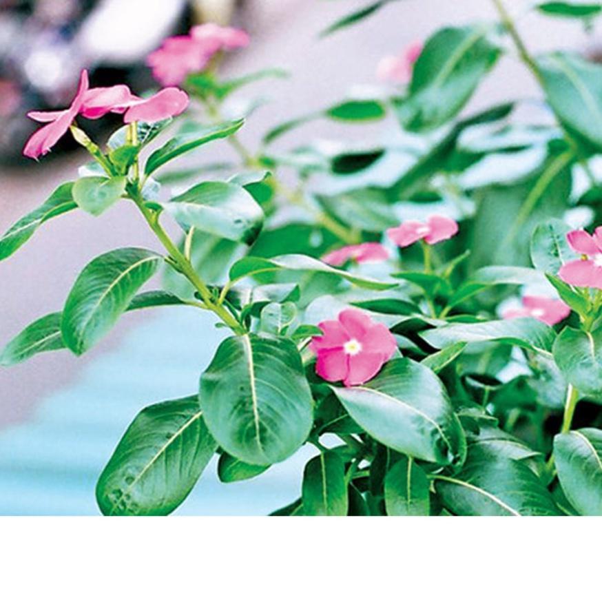 KV - Dừa cạn khô sp0