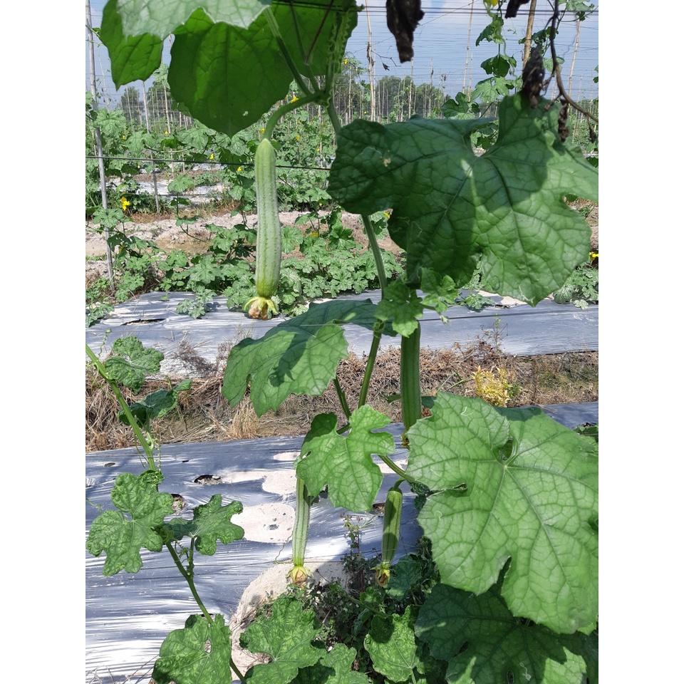 Hạt Giống mướp hương lai F1 - AGRI OTO 168
