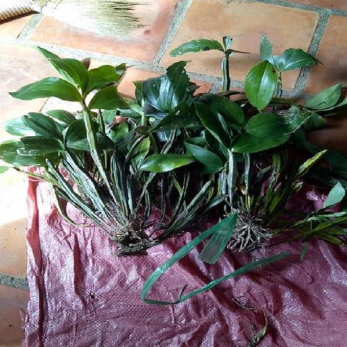 Hoa lan kiều tím- kiều thuỷ tiên