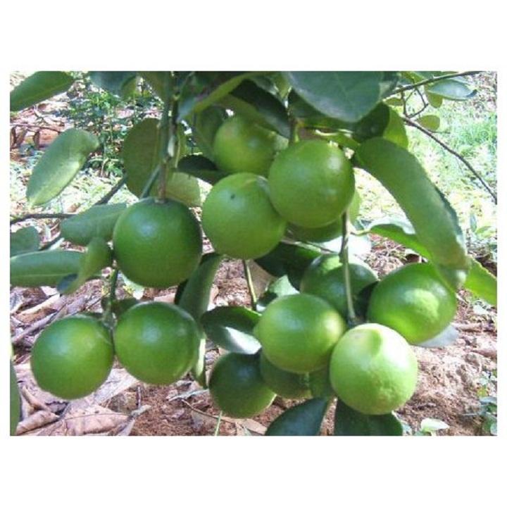 Cây giống chanh tứ quý RA QUẢ 4 MÙA NHANH SIÊU QUẢ CHUẨN GIỐNG