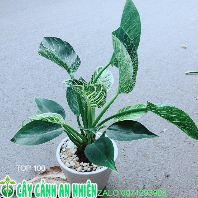 Chậu Cây Trầu Bà Hoàng Kim