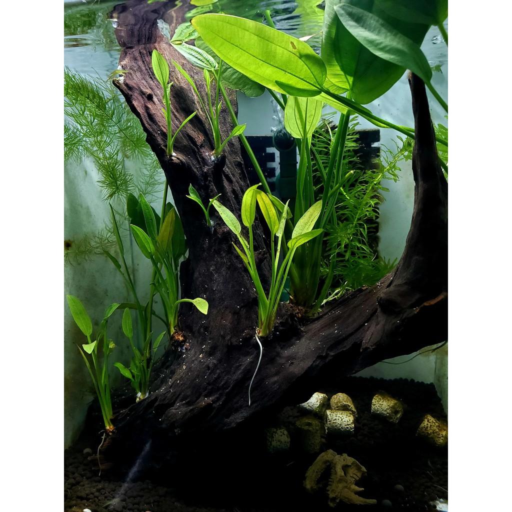 5 cây Lan nước thủy sinh - Cây thủy sinh dễ trồng không cần cO2 - Phụ kiện thủy sinh cá, tép cảnh giá tốt