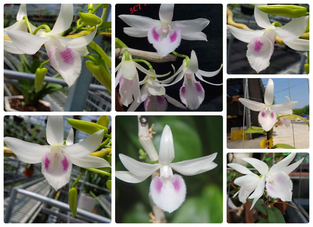 Phi điệp đột biến 5 CT CỦ CHI chuẩn giống cam kết chất lượng