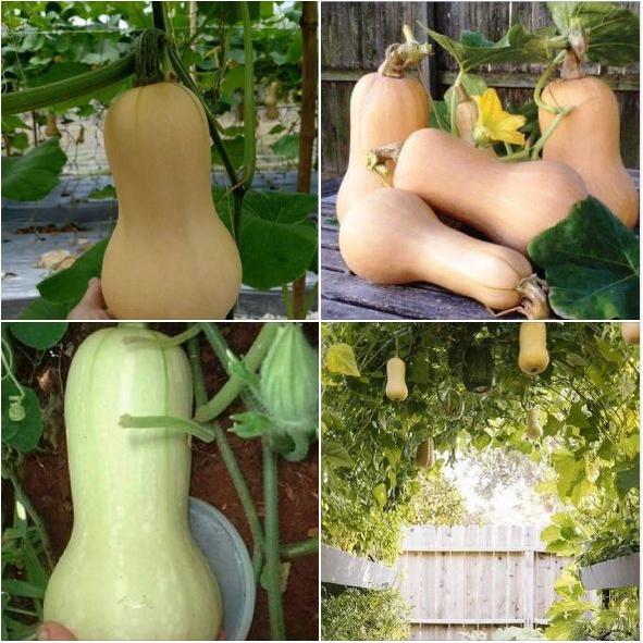 Hạt giống bí ngô mật butter F1 Đài Loan - Gói 2gram-tặng kèm gói phân bón lót