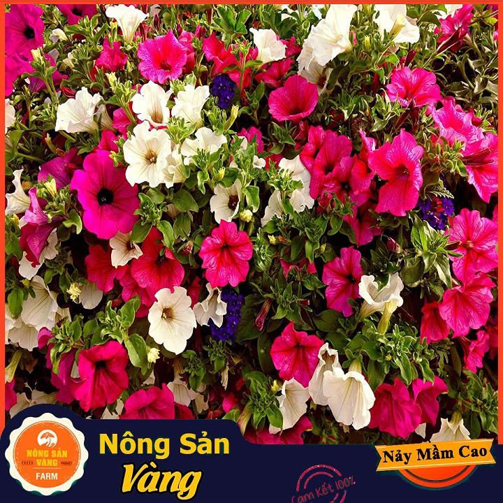 Hạt giống Hoa Dạ Yên Thảo Mix Màu