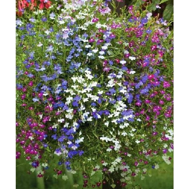 Hạt giống hoa cúc lobelia nhiêu màu - gói 100 hạt