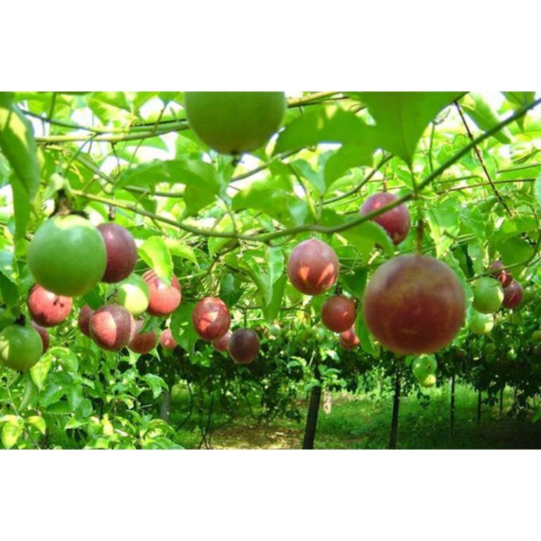 GIỐNG CÂY CHANH DÂY NĂNG SUẤT CAO