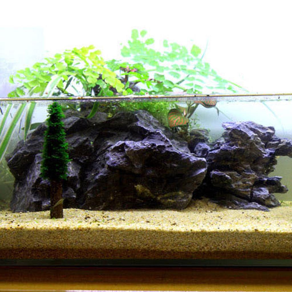 Aquarium  Hydroponic  Moss  Christmas  Tree  Plant  Growing    Tank
