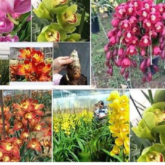 Bộ 6 -củ giống hoa địa lan santo mix - đỏ ,vàng, hồng, cam ,tím, và xanh-6 củ