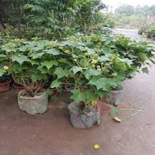 CÂY PHÙ DUNG, CÂY GIỐNG GỬI ĐI NGUYÊN BẦU ĐẢM BẢO CHẤT LƯỢNG