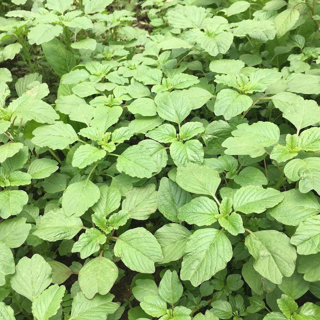 Hạt giống Rau dền cơm 86