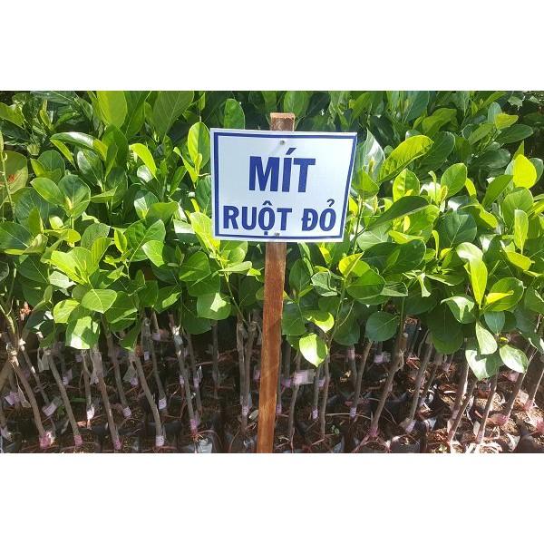 Cây Mít thái ruột đỏ