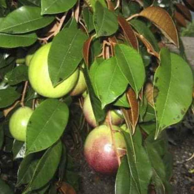 Vú Sữa Lò Rèn