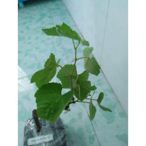 Cây Giống Nho Kẹo 126, Giống Mới 2020 Giống Tiêu Chuẩn