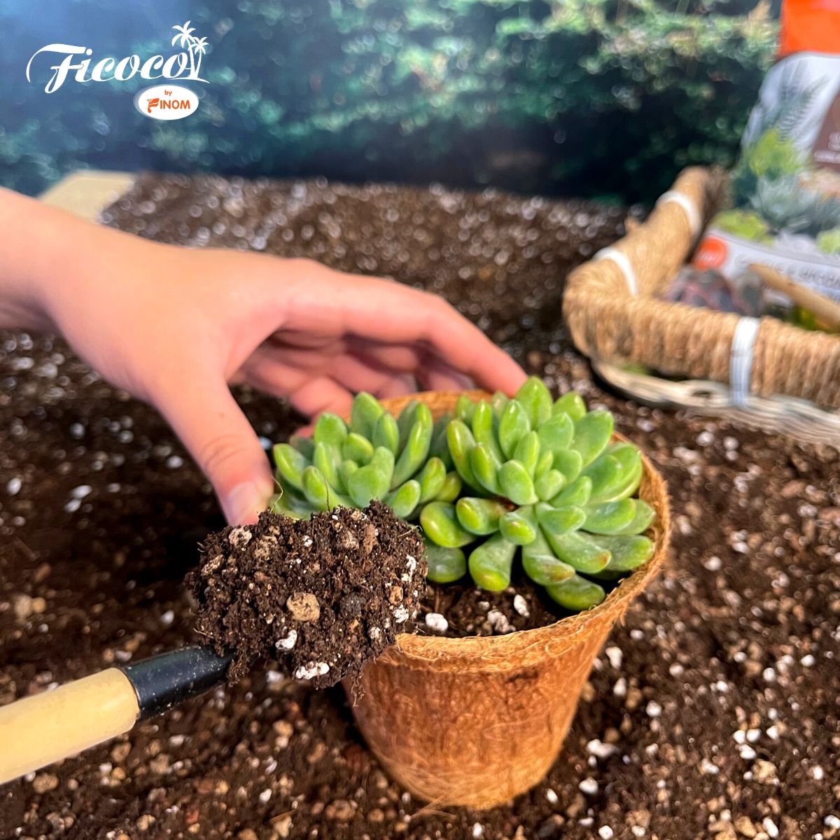 GIÁ THỂ XƯƠNG RỒNG & SEN ĐÁ FICOCO - 2 LÍT