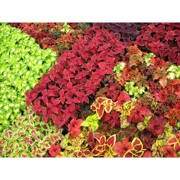 Cây lá gấm - cây tía tô cảnh , CHẬU CÂY TO ĐẸP XUM XUÊ + Tặng 01 cây dâu da đất