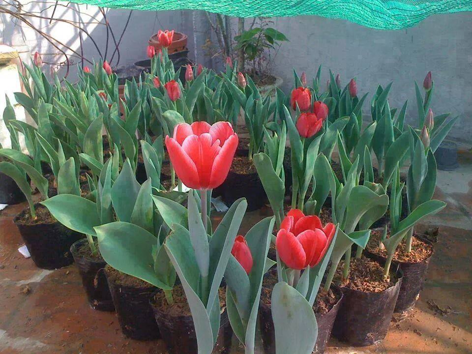 Bộ 5 củ giống hoa tulip hoa màu hồng