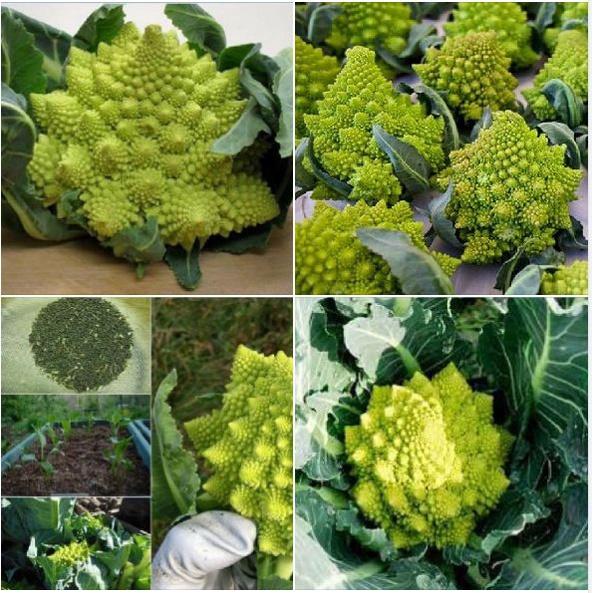 Hạt Giống Súp Lơ San Hô dể trồng f1- gói 20 hạt-tặng kèm gói phân bón lót