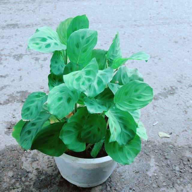 Đuôi Công Xanh Lá Tròn Nhỏ