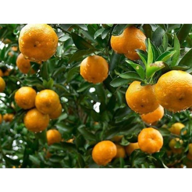 Sản phẩm CÂY GIỐNG QUÝT THÁI KHÔNG HẠT
