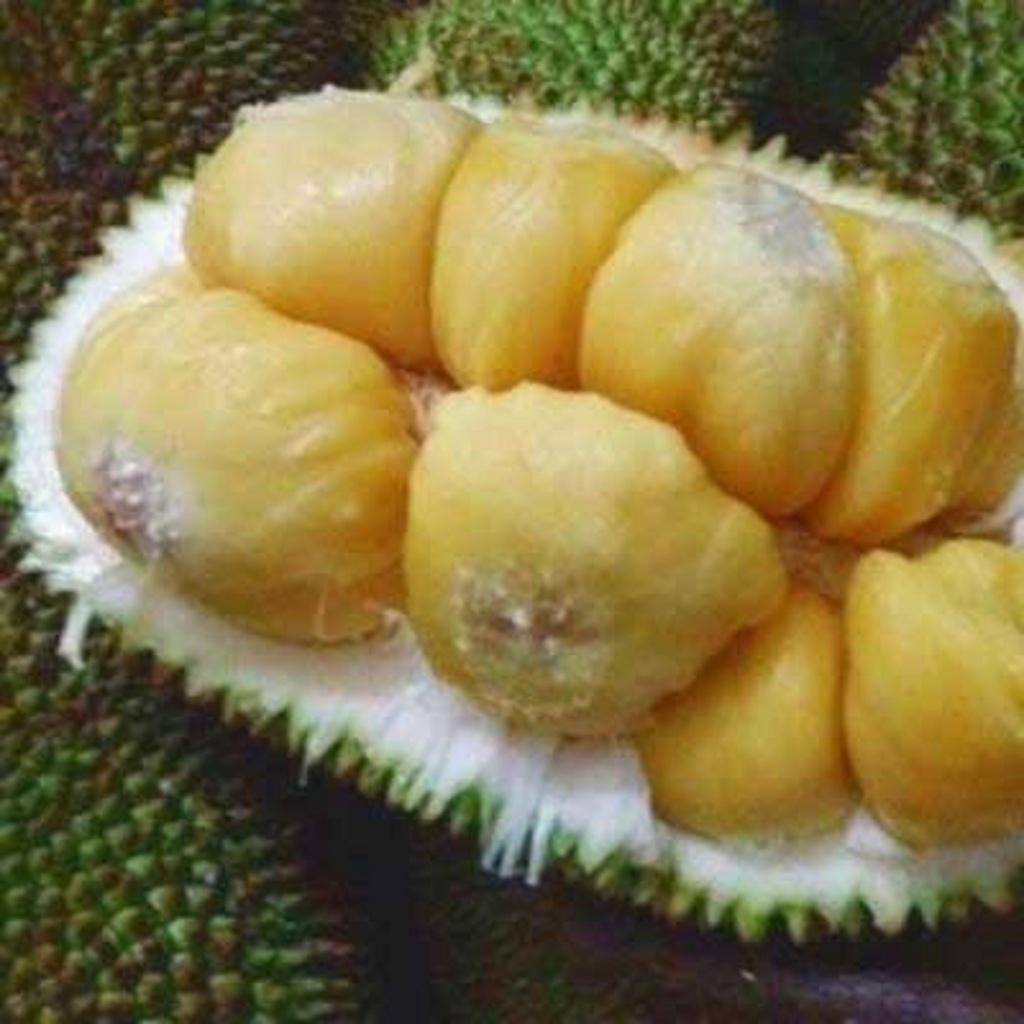 Cây giống Mít Tố Nữ ghép