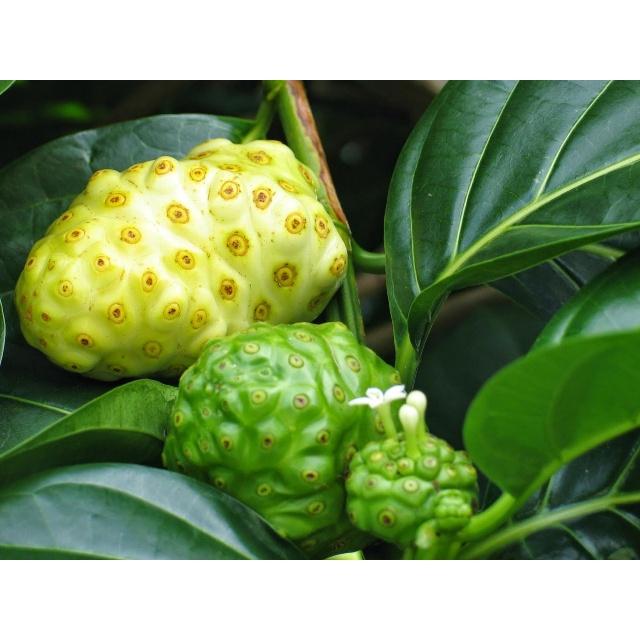 Cây nhàu giống - cây giống cao to đẹp