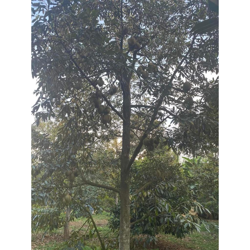 Cây giống sầu riêng ri6 gốc to bầu lớn
