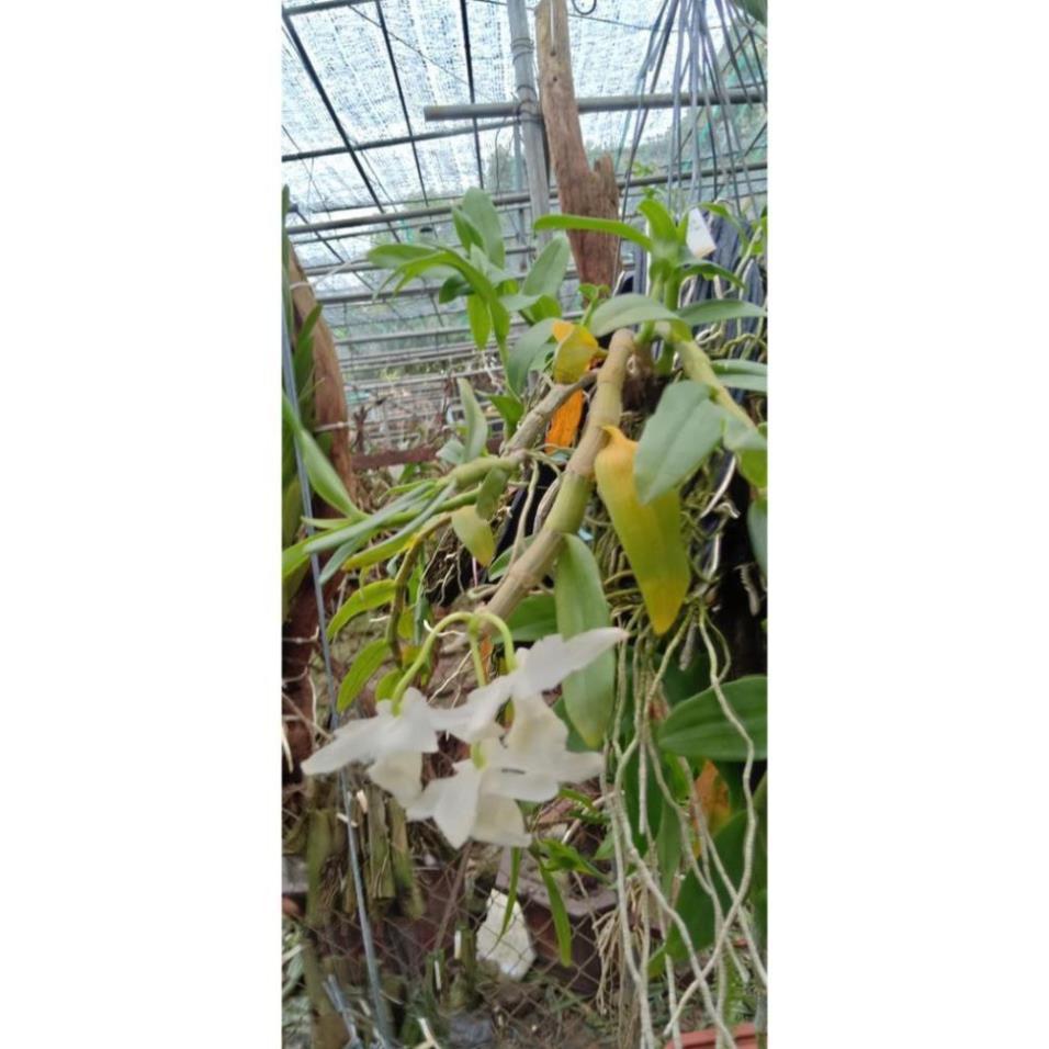 Hoa Phong Lan Phi Điệp Trắng Thái ki mập khỏe ấm chậu