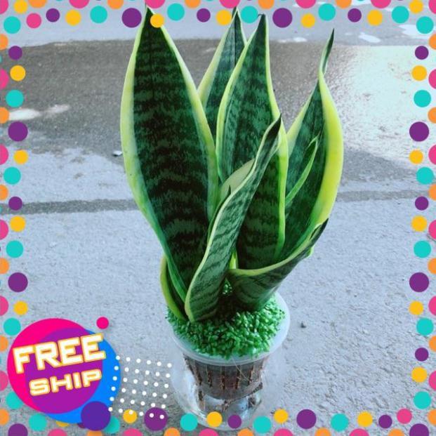 Chậu Lưỡi Hổ Thuỷ Sinh