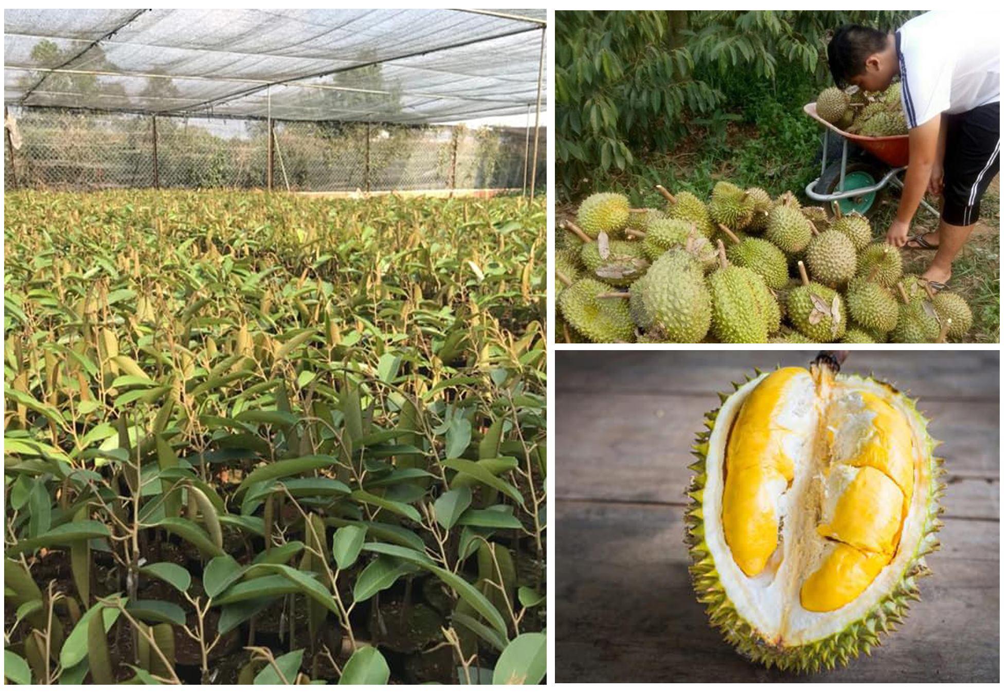 Combo 4 CÂY GIỐNG SẦU RIÊNG R6, CAM KẾT CHẤT LƯỢNG .