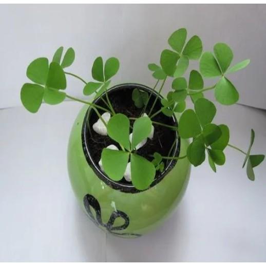 Gói 50 hạt giống cỏ ba lá siêu xinh dễ trồng