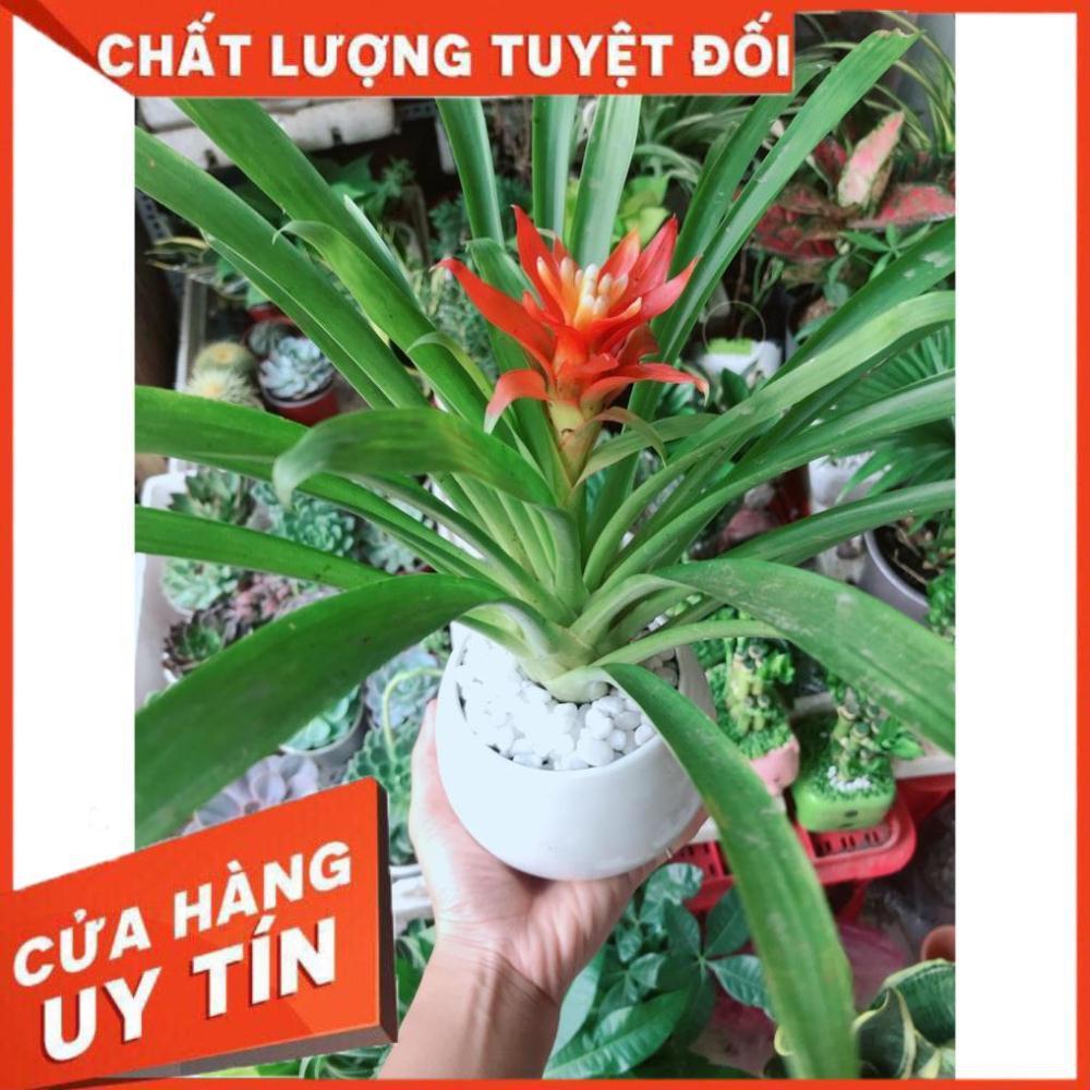 Chậu cây phong lộc hoa