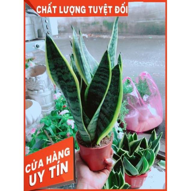 Lưỡi Hổ Cao