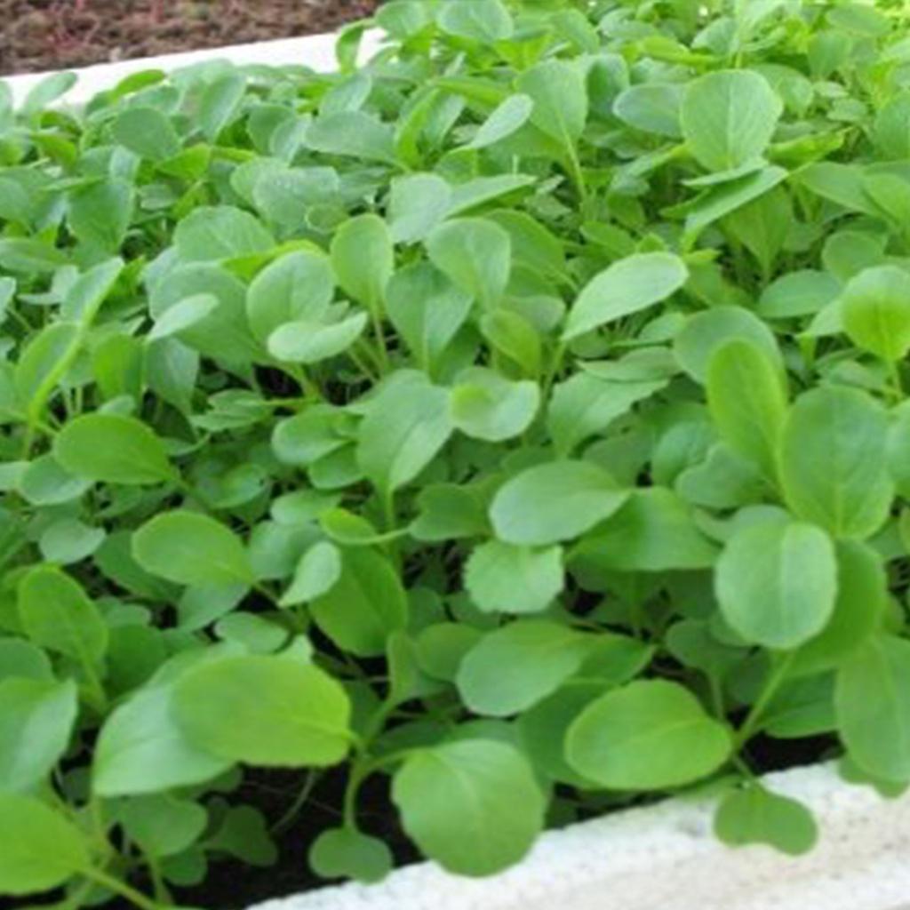 Hạt giống rau cải ngọt ăn non - 1 gói 10gram