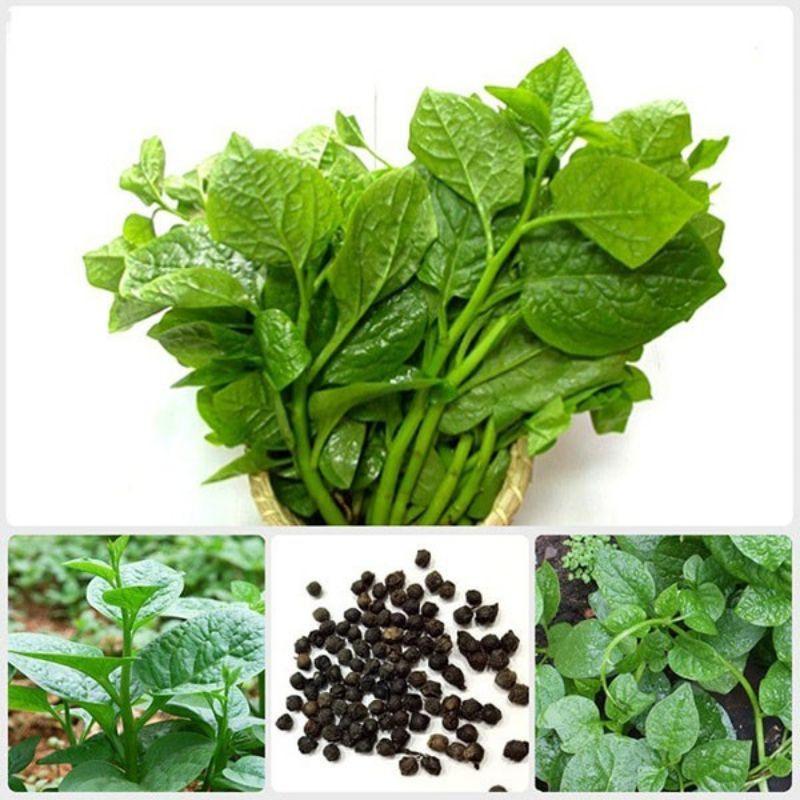 Combo 6 loại hạt giống rau dễ trồng