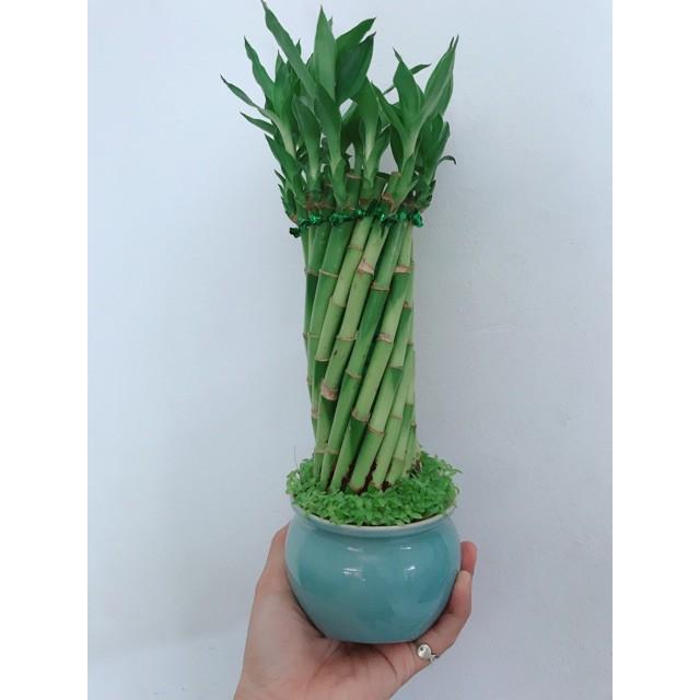 Chậu chúc phát tài hình xoắn trụ