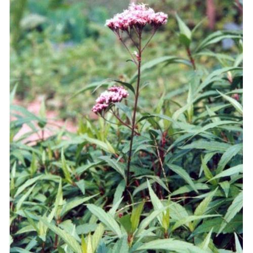 1kg cây mầm tưới khô sạch nhà làm