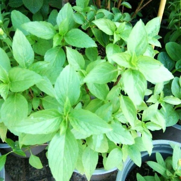 Hạt giống rau quế trắng