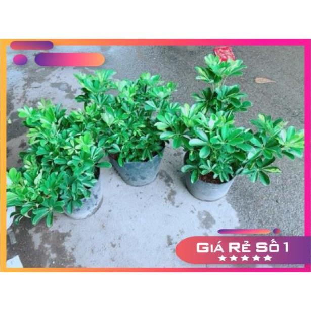 Ngũ Gia Bì Size Đại