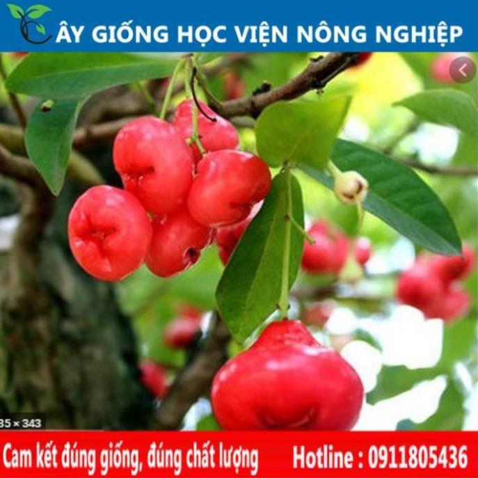 Sản phẩm Cây Ăn Trái cây roi đỏ ngọt thơm cây ăn quả viện nghiên cứu cây ăn quả