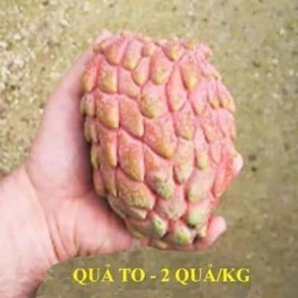 Sản phẩm CÂY GIỐNG NA ĐỎ CAO SẢN